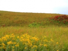 Prairie in Autumn