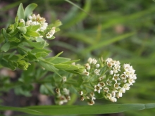 Bastard toadflax