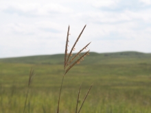 Big bluestem