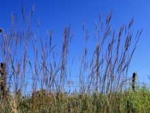 Big bluestem