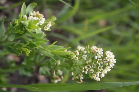 Bastard toadflax