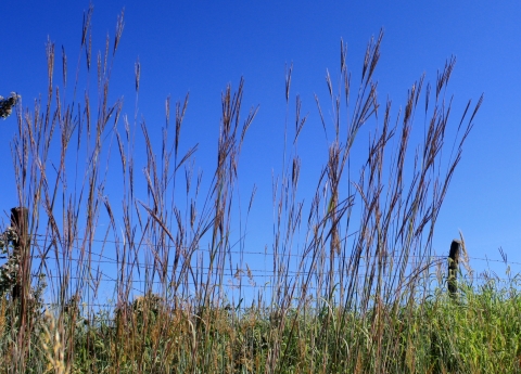 Big bluestem